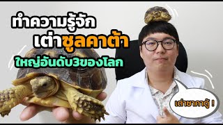 ทำความรู้จักเต่าซูลคาต้า เต่าบกที่มีขนาดใหญ่เป็นอันดับ3ของโลก!!! I Petfriends