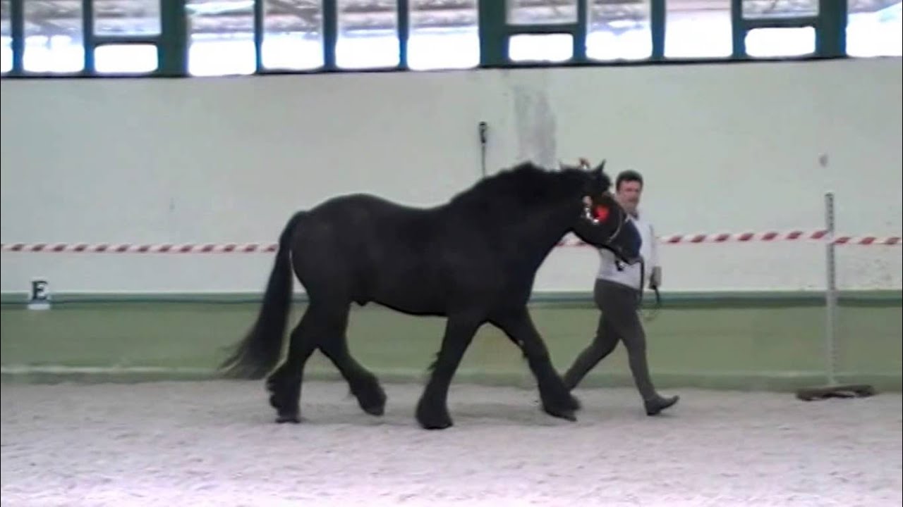 zimnokrwisty film online