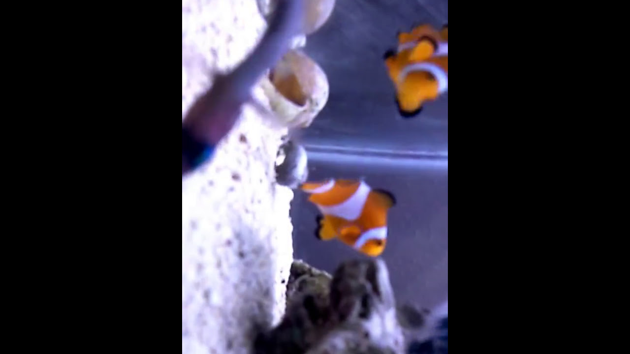Saltwater tank 7 fish dying in aquarium YouTube