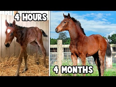 What Is a Baby Horse Called? (9 Facts About Baby Horse)