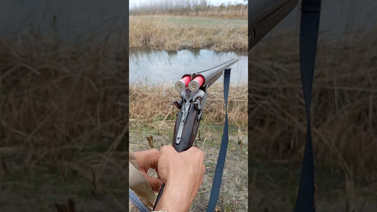 Hunting with most legendary 12 gauge double barrel shotgun | World best 12 gauge hunting shotgun 