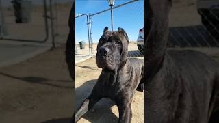 🚫🚫⚠️2 powerful aggressive dog😱😱😱⚠️#viralshort #shortsfeed