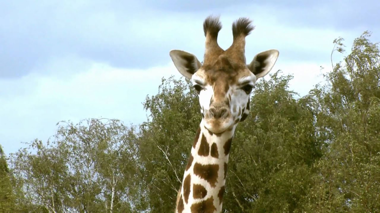 safari dieren filmpjes