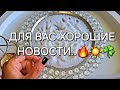 ☀️☘️..Счастливые моменты для тебя ❗️ ДОБРЫЕ И ХОРОШИЕ НОВОСТИ📧☝️