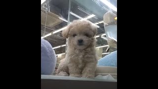 A cute puppy stays at a sales store...귀여운 강아지가 분양가게에서 지내기...一只可爱的小狗留在销售店...Jeonju city. . 全州市. KOREA