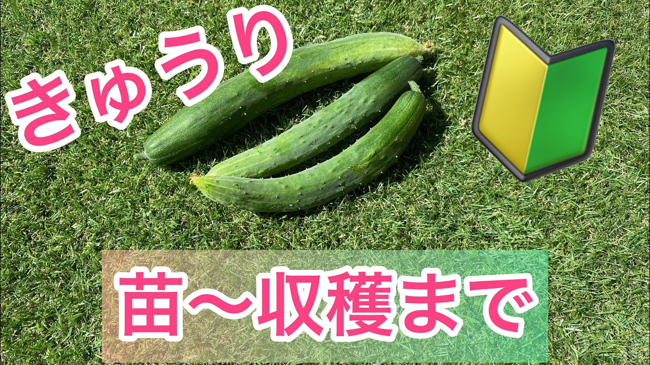 Growing Cucumbers] From Seedlings to Harvest ? A Lazy Beginner