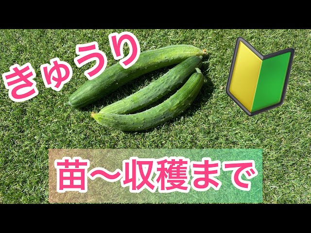 きゅうりを育ててみました】苗〜収穫まで🔰家庭菜園初心者の