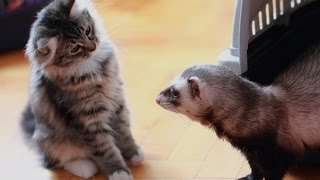Xорек и кошка смешные животные звери видео июнь 2016 Xорек и кошка смешные животные звери видео июнь 2016
