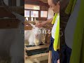 赤字でも動物を引き取り続ける動物園？！#shortsのサムネイル