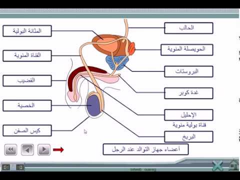 تحميل مكمونات جهاز تكاثري عند انسان