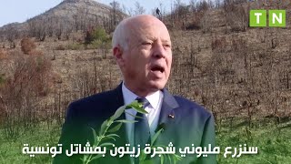 قيس سعيّد : لدينا مشروع كبير لزرع مليوني شجرة زيتون في تونس