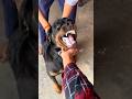 Others and my dogs || #rottweiler #viral #dog #shorts ￼
