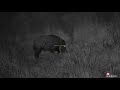 ATN X-Sight 4k PRO 5-20x Wild boar