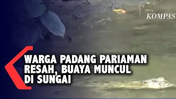 Di Padang Pariaman, Buaya Sepanjang 2,5 Meter Muncul di Sungai, Aktivitas Warga Terganggu