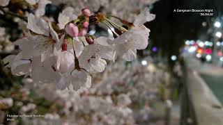 Seoul Nights: Midnight Petals in Gangnam - Jazz Hop & Cherry Blossom Walk Mix (1 Hour)