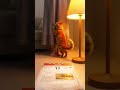 Światowy Dzień Kota La Festa del Gatto World Cat Day #kot #zwierzętawdomu #adopcja #catday