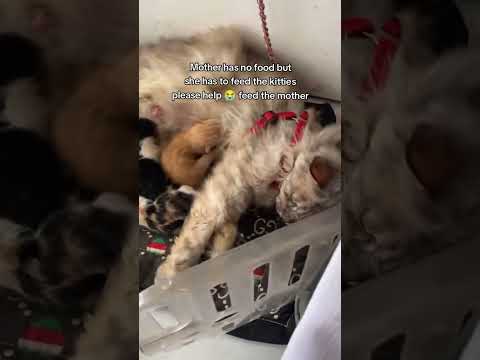 #foryoupage #catrescue #catrescue  #creatorsearchinsights #savinganimals thumbnail
