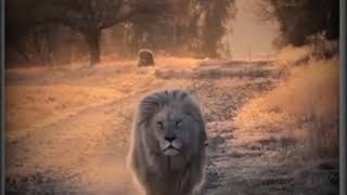 Lion Attitude Walk Whatsapp Status || 2021