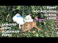 Socializing Puppy During Covid - Samoyed Meets Doberman Puppy | Fluffy the Samoyed