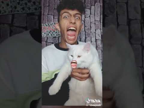 شكشكشك بمبمبمبح