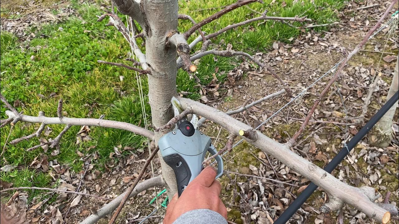 Pruning GALA SCHNIGA® SCHNICO RED* apples in a high density planting