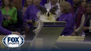 Lark the Papillon wins the 8' class in the Masters Agility Championship | Westminster