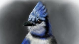 Blue Jay bird Digital Painting || A to Z animal series Part-2 || Ibispaintx screenshot 1