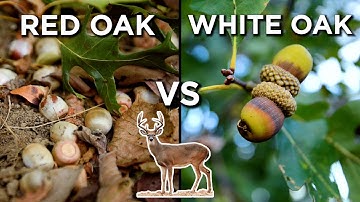 Are Red Oaks BETTER Than White Oaks?! | Early Season Hunting Strategy