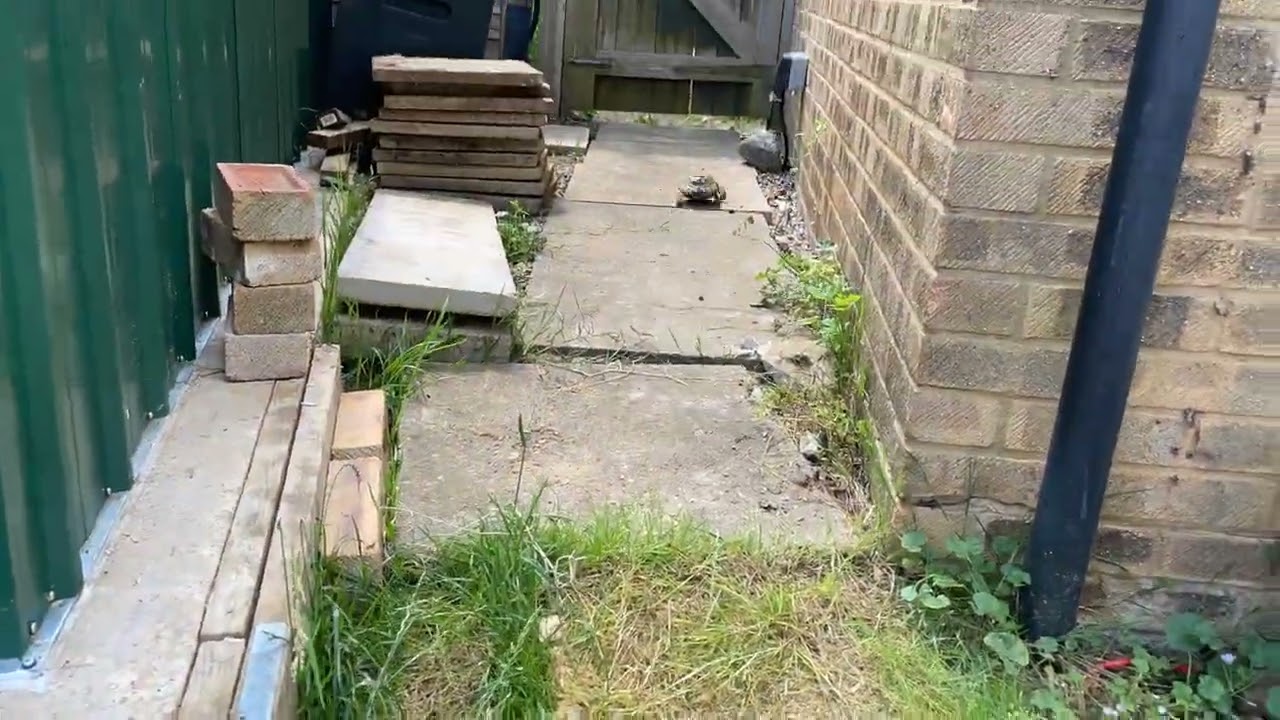 tortoise timelapse 