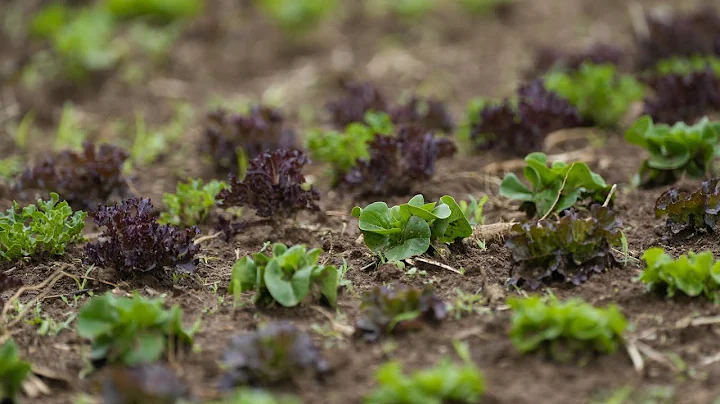 Sustainable vertical farm prototype hailed as future of farming
