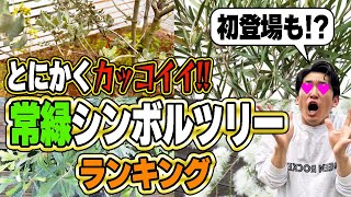 【ランキング発表】お庭をカッコ良く見せる常緑樹シンボルツリー4選