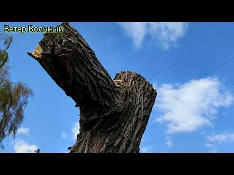 Видео: (В9) Как спилить большое дерево одному человеку? Демонтаж дерева своими руками. #Ветер_Вольный