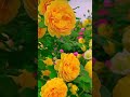 شیخ حشمت علی حیدر عشق ترانه 
