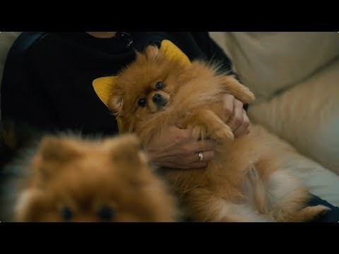 Video: Sirds Vārstuļu Malformācija Suņiem