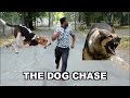 The dog chase