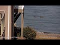 Busted by Wildlife Officer