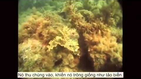 TED VietSub David Gallo trình chiếu về những điều lí thú dưới mặt nước