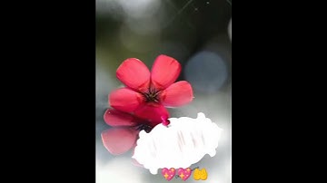 #ياسر_الدوسري #سورة_الاحزاب #قرآن_كريم #viralvideo #listen #pro#qurantilawat