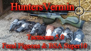 Air Rifle Hunting, Tactacam 5.0 Feral Pigeons And BSA Super10