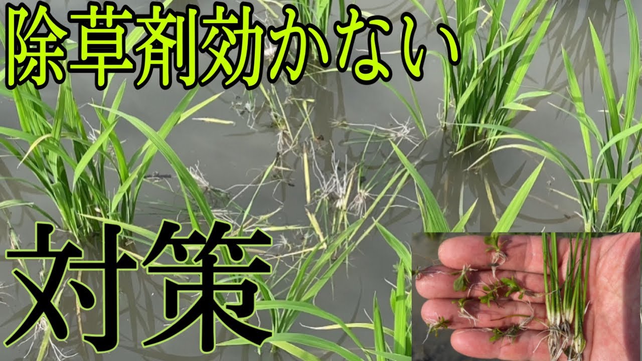 草取りも大変です