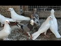 Бакинский бойные голуби красавицы 🕊️