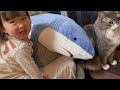 サメから逃げる猫　ノルウェージャンフォレストキャット　cat running away from shark