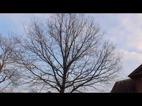 Видео: Какие категории деревьев?