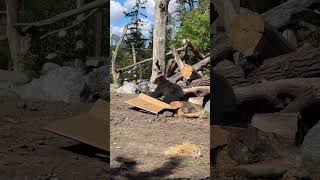 Grizzly Bear Cub with Giant Box