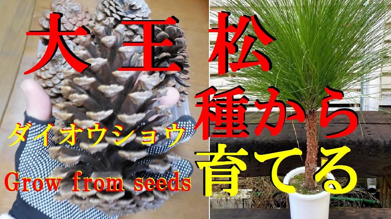 盆栽には不向きな松 種から育てる 大王松 ダイオウショウ Longleaf Pine Grown From Seeds Unsuitable For Bonsai Youtube