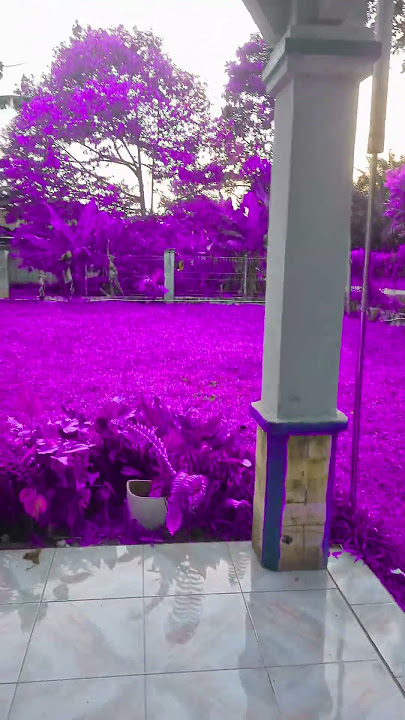 daun dan rumput berwarna ungu