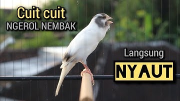 kenari gacor panjang CUIT CUIT NEMBAK ampuh buat PANCINGAN KENARI PAUD BELAJAR BUNYI