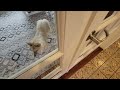 My Pomsky Puppy Dog Can Open Doors! Sounds Cool but it is a nightmare but we found a Solution