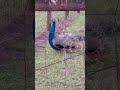 Explore 💛 I come upon a peacock 🦚 #explore#nature#peacock#animals#adventure