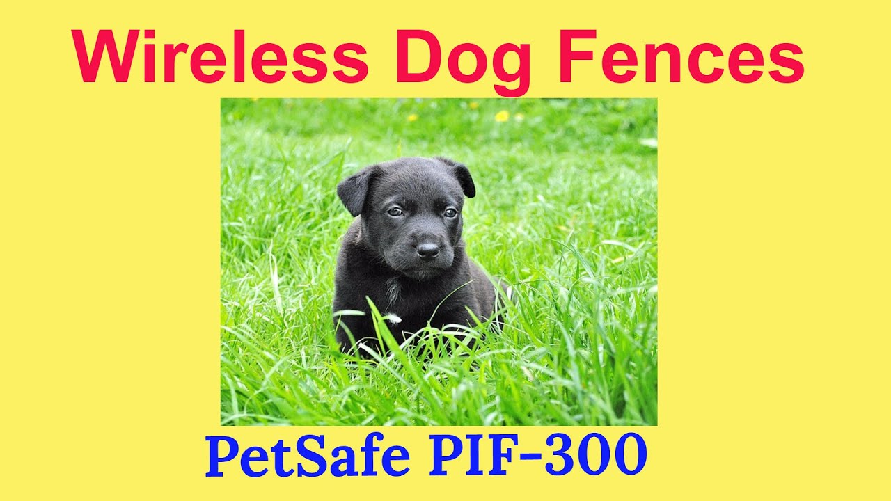 Wireless fences for dogsPetSafe PIF300 YouTube